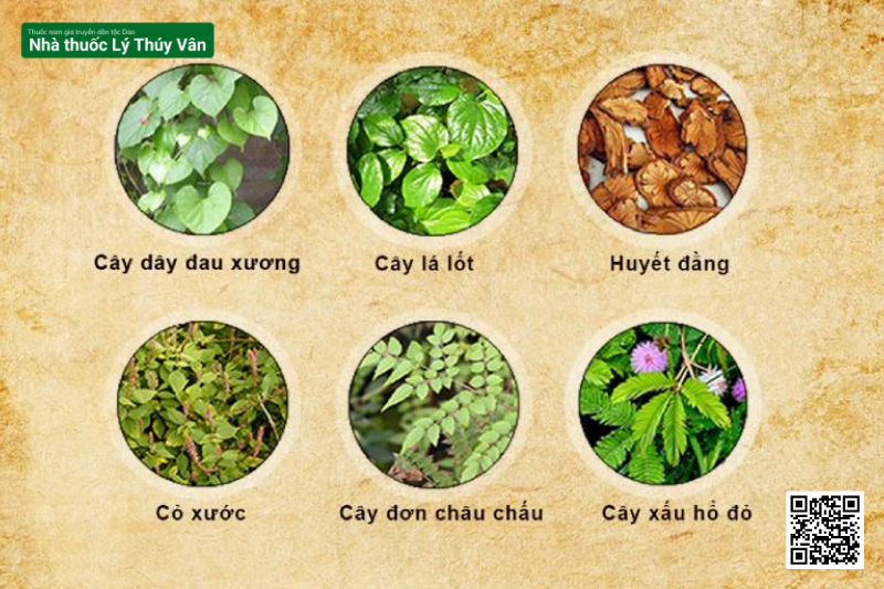 Các Loại Cây Thuốc Nam Giảm Đau Nhức Chữa Bệnh Xương Khớp