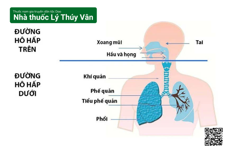 15 Bệnh Về Đường Hô Hấp Thường Gặp: Nhận Biết Và Phòng Tránh